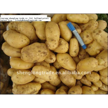 good China fresh potato